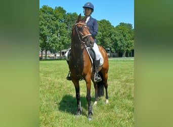 Welsh PB (Partbred), Mare, 7 years, 14,1 hh, Bay-Dark