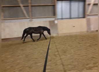 Welsh PB (Partbred), Mare, 7 years, 14,2 hh, Bay-Dark