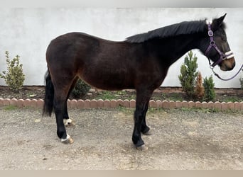 Welsh PB (Partbred), Mare, 8 years, 13.2 hh, Brown