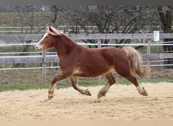 Welsh PB (Partbred), Mare, 8 years, 14 hh, Chestnut-Red