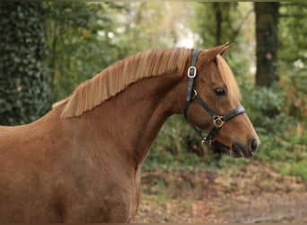 Welsh-PB, Stute, 9 Jahre, 13,1 hh, Dunkelfuchs