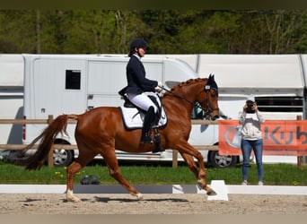 Welsh PB (Partbred), Mare, 9 years, 15.1 hh, Chestnut-Red