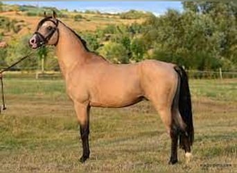 Welsh PB (Partbred), Stallion, 12 years