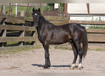 Welsh PB (Partbred), Stallion, 1 year, 13,1 hh, Black