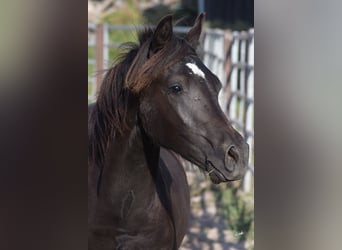 Welsh PB (Partbred), Stallion, 1 year, 13,1 hh, Black