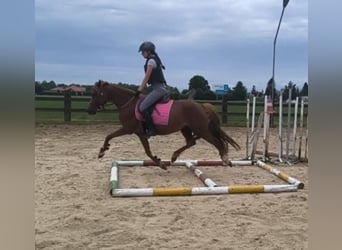 Welsh PB (Partbred) Mix, Stallion, 1 year, Chestnut-Red