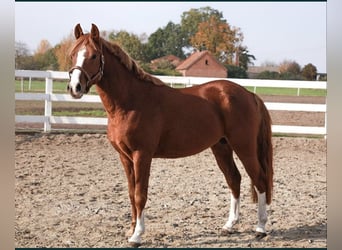 Welsh PB (Partbred) Mix, Stallion, 1 year, Chestnut-Red