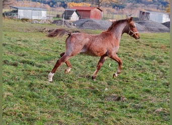 Welsh PB (Partbred), Stallion, 1 year, Roan-Red