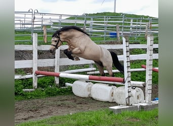 Welsh PB (Partbred), Stallion, 2 years, 12,1 hh, Buckskin