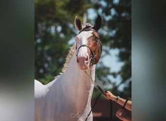 Welsh PB (Partbred), Stallion, 3 years, 14.3 hh, Pinto