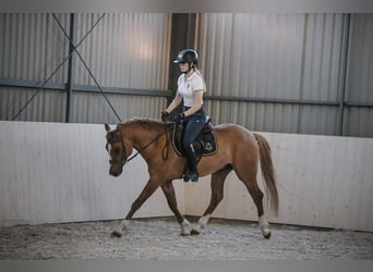Welsh PB (Partbred), Stallion, 3 years, 14 hh, Chestnut-Red