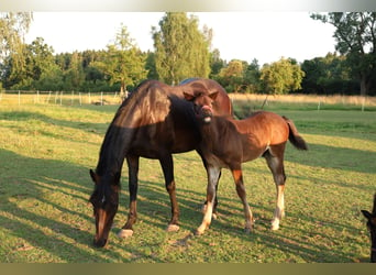 Welsh-PB, Hengst, Fohlen (04/2024), 15 hh, Dunkelbrauner