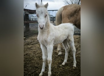 Welsh PB (Partbred) Mix, Stallion, , Cremello