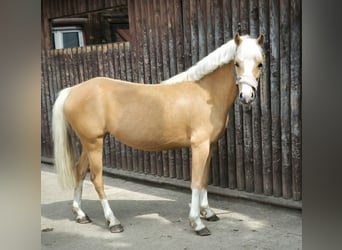 Welsh PB (Partbred) Mix, Stallion, , Cremello