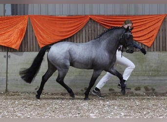 Welsh PB (Partbred), Stallion, 10 years, 12.2 hh, Roan-Blue