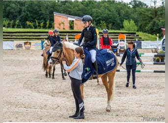 Welsh-PB, Castrone, 10 Anni, 149 cm, Palomino