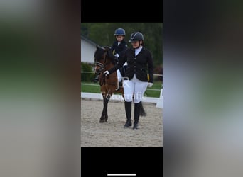 Welsh-PB, Castrone, 11 Anni, 128 cm, Baio