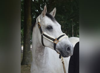 Welsh-PB, Castrone, 14 Anni, 153 cm, Grigio