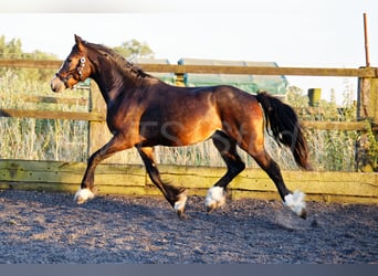 Welsh-PB, Castrone, 2 Anni, 150 cm, Baio nero