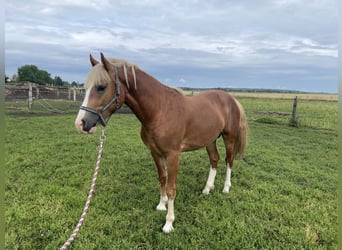 Welsh-PB, Castrone, 2 Anni, Sauro scuro