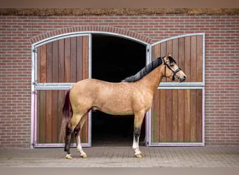 Welsh-PB, Castrone, 3 Anni, 144 cm