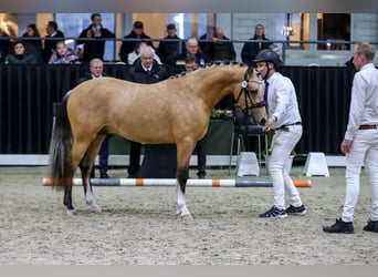 Welsh-PB, Castrone, 3 Anni, 144 cm