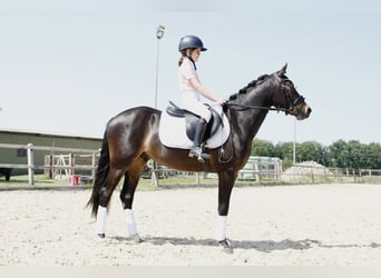 Welsh-PB, Castrone, 3 Anni, 146 cm, Baio scuro