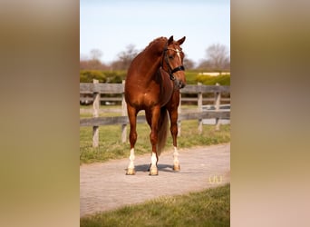 Welsh-PB, Castrone, 3 Anni, 147 cm, Sauro