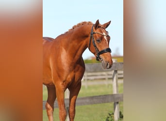 Welsh-PB, Castrone, 3 Anni, 147 cm, Sauro