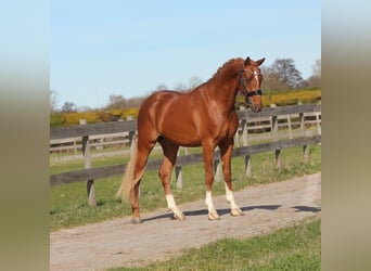 Welsh-PB, Castrone, 3 Anni, 147 cm, Sauro