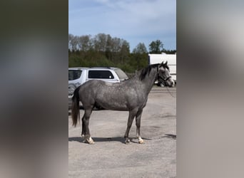 Welsh-PB, Castrone, 4 Anni, 139 cm, Grigio