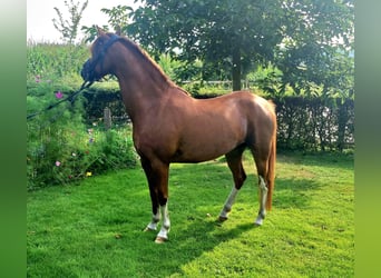 Welsh-PB, Castrone, 5 Anni, 133 cm, Sauro