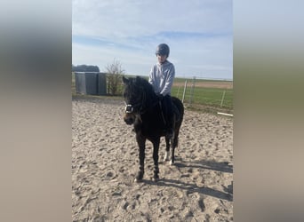 Welsh-PB, Castrone, 6 Anni, 137 cm, Baio scuro