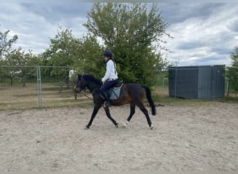 Welsh-PB, Castrone, 6 Anni, 137 cm, Baio scuro