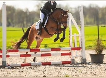 Welsh-PB, Castrone, 7 Anni, 146 cm, Baio