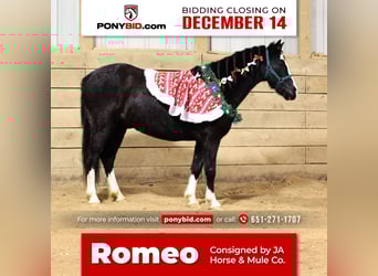 Welsh-PB Mix, Castrone, 9 Anni, 137 cm, Morello