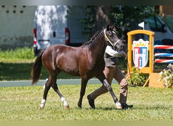 Welsh-PB, Étalon, 1 Année, 135 cm, Noir