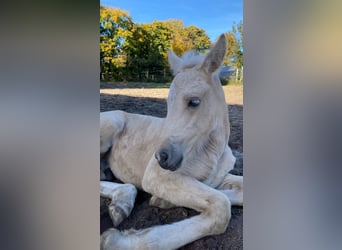 Welsh-PB, Étalon, 1 Année, 150 cm, Palomino