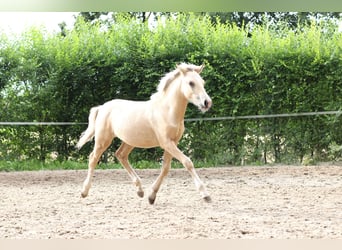 Welsh-PB, Étalon, 1 Année, Isabelle