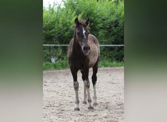 Welsh-PB, Étalon, 1 Année, Isabelle