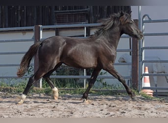 Welsh-PB, Étalon, 2 Ans, 135 cm, Noir