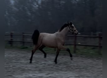 Welsh-PB, Étalon, 2 Ans, 145 cm, Buckskin