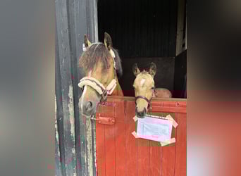 Welsh-PB, Étalon, 2 Ans, 145 cm, Buckskin