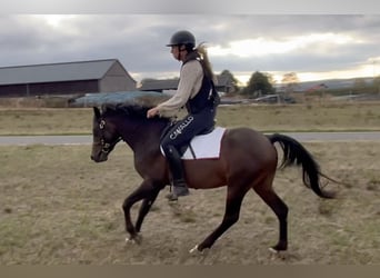 Welsh-PB, Étalon, 3 Ans, 132 cm, Bai brun