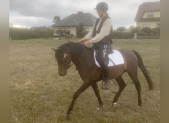 Welsh-PB, Étalon, 3 Ans, 132 cm, Bai brun