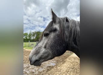 Welsh-PB Croisé, Étalon, 3 Ans, 162 cm, Gris noir