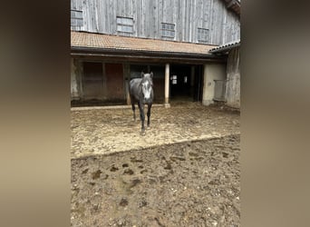 Welsh-PB Croisé, Étalon, 3 Ans, 162 cm, Gris noir