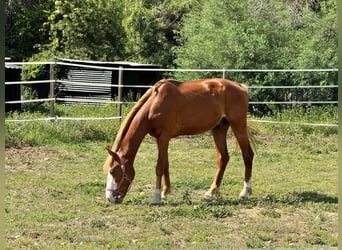 Welsh-PB, Étalon, 4 Ans, 148 cm, Alezan