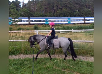 Welsh-PB, Étalon, 12 Ans, 128 cm, Noir