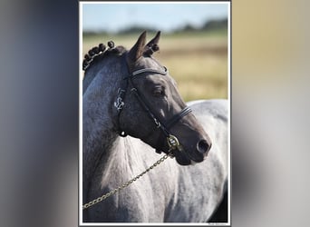 Welsh-PB, Étalon, 12 Ans, 128 cm, Noir